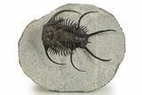 Spiny Ceratarges Trilobite - Huge For Species #310131-3